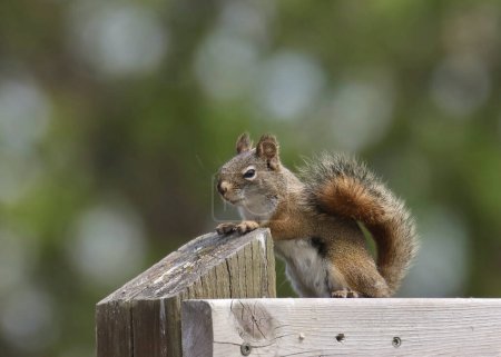 Photo for Eastern Gray Squirrel (sciurus carolinensis) poised on a feeding box - Royalty Free Image