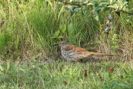 Photo for Brown Thrasher (toxostoma rufum) perched in some grass - Royalty Free Image