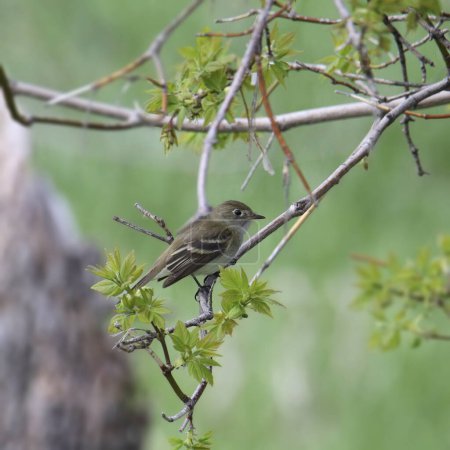 Photo for Least Flycatcher (empidonax minimus) perched on a small branch - Royalty Free Image