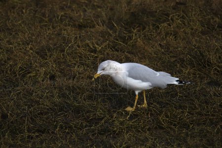 Photo for Ring-billed Gull (larus delawarensis) (nonbreeding) foraging in some sea grass - Royalty Free Image