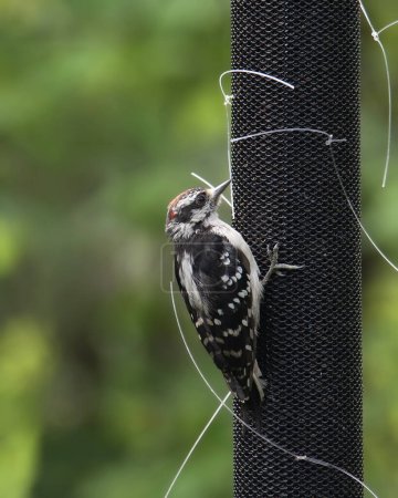 Téléchargez les photos : Pic nain (immature) (dryobates pubescens) mangeant d'un mangeur d'oiseaux cylindrique - en image libre de droit