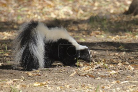 Foto de Skunk rayado (mephitis mephitis) en busca de comida - Imagen libre de derechos
