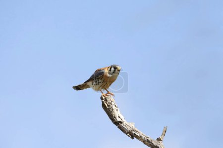 Foto de Cernícalo americano (macho) (falco sparverius) encaramado en el extremo de una rama desnuda - Imagen libre de derechos