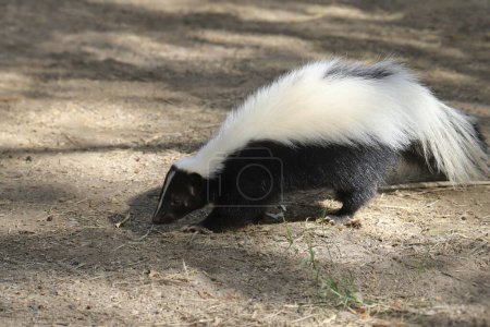 Foto de Skunk rayado (mephitis mephitis) en busca de comida - Imagen libre de derechos