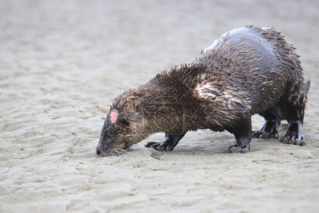 Téléchargez les photos : Loutre de rivière (lontra canadensis) avec une grosse entaille sur la tête - en image libre de droit