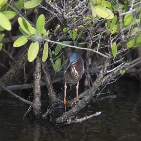 Foto de Garza verde (butorides virescens) agachada en algunos manglares - Imagen libre de derechos