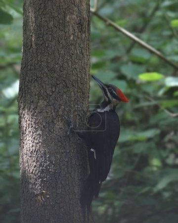 Téléchargez les photos : Pic pilé (femelle) (dryocopus pileatus) perché sur le tronc de l'arbre - en image libre de droit