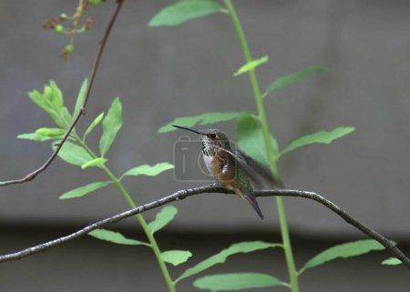 Photo for Rufous Hummingbird (female) (selasporus rufus) perched on a branch - Royalty Free Image