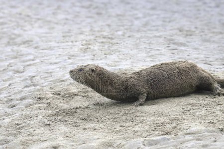 Téléchargez les photos : Loutre de rivière (lontra canadensis) rampant sur une plage de sable fin - en image libre de droit