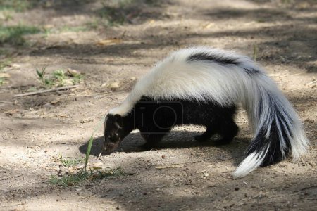 Foto de Skunk rayado (mephitis mephitis) alimentándose en el suelo - Imagen libre de derechos