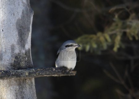 Photo for Northern Shrike (lanius borealis) perched in a tree - Royalty Free Image