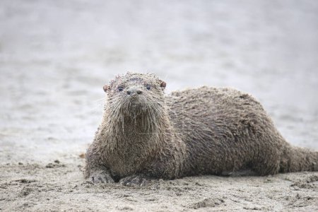 Téléchargez les photos : Rivière Otter (lontra canadensis) assise sur une plage couverte de sable - en image libre de droit
