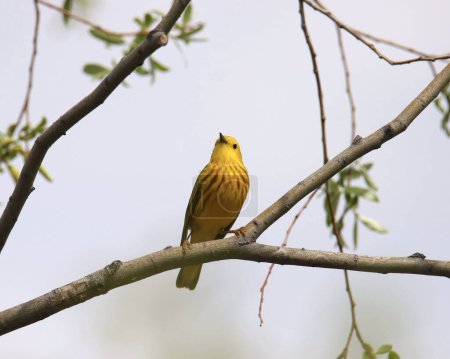 Foto de Warbler amarillo (macho) (setophaga petechia) mirando hacia abajo desde su percha en lo alto de un árbol - Imagen libre de derechos