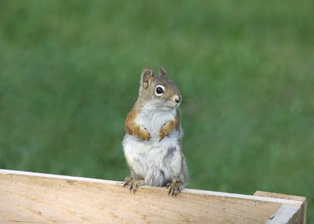 Photo for Eastern Gray Squirrel (sciurus carolinensis) perched on the side of bird feeder - Royalty Free Image