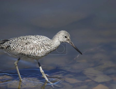 Photo for Closeup of a Willet (tringa semipalmata) standing in shallow water - Royalty Free Image
