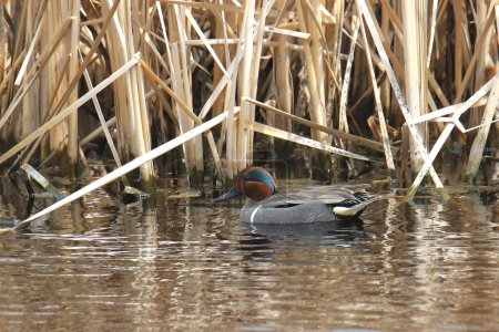Photo for Green-winged Teal (male) (anas carolinensis) swimming along the edge of a wetland - Royalty Free Image