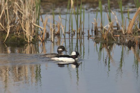 Photo for Pair of Buffleheads (bucephala albeola) in a grassy pond - Royalty Free Image