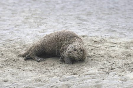 Téléchargez les photos : Rivière Otter (lontra canadensis) roulant dans le sable sur une plage - en image libre de droit