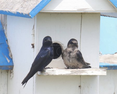 Pair of Purple Martins (progne subis) perched in front of their house