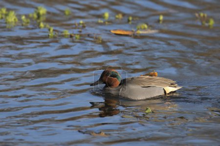 Photo for Green-winged Teal (male) (anas carolinensis) swimming in a pond - Royalty Free Image