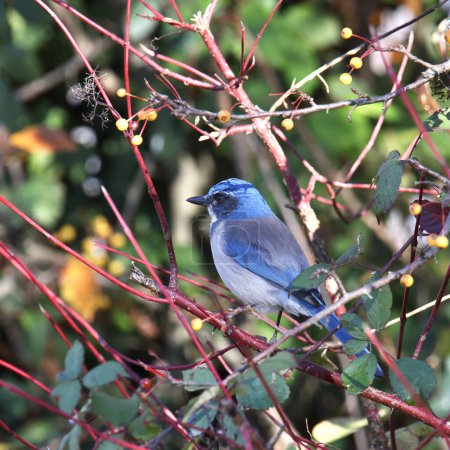 California Scrub Jay (aphelocoma californica) perched in a tangle of branches