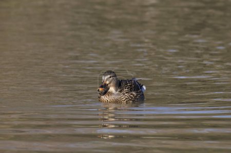 Photo for Mallard Duck (female) (anas platyrhynchos) swimming in a pond - Royalty Free Image