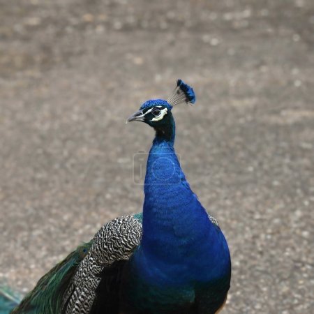 Téléchargez les photos : Gros plan de la tête et du cou d'un Petit-duc des bois (mâle) (pavo cristatus)) - en image libre de droit