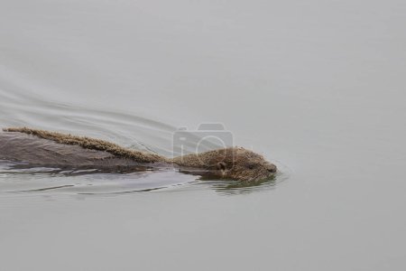 Téléchargez les photos : Rivière Otter (lontra canadensis) avec du sable sur la moitié du dos alors qu'il nage dans l'océan - en image libre de droit