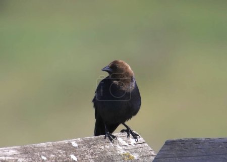 Photo for Brown-headed Cowbird (male) (molothrus ater) perched on wooden railing - Royalty Free Image