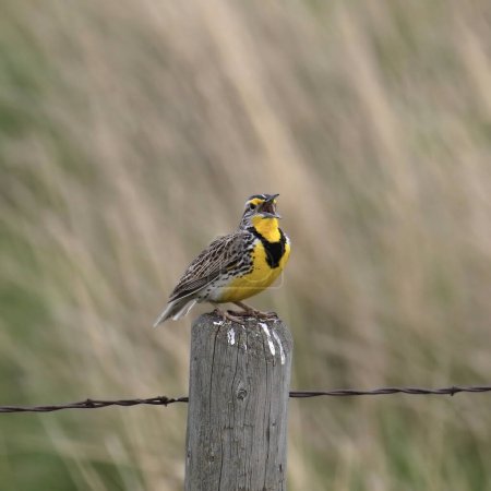 Foto de Western Meadowlark (sturnella neglecta) cantando en voz alta desde un poste de valla - Imagen libre de derechos