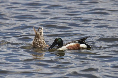 Téléchargez les photos : Northern Shoveler (male) (spatula clypeata) swimming in a pond - en image libre de droit