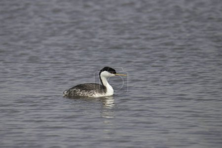 Photo for Western Grebe (aechmophorus occidentalis) swimming in a lake - Royalty Free Image