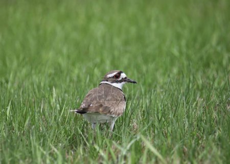 Ciervo (charadrius vociferus) mirando hacia atrás desde su percha en alguna hierba alta