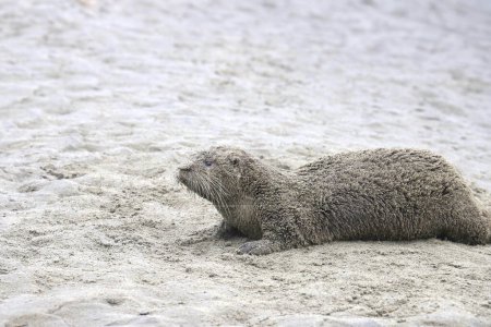 Téléchargez les photos : Loutre de rivière (lontra canadensis) recouverte de sable - en image libre de droit