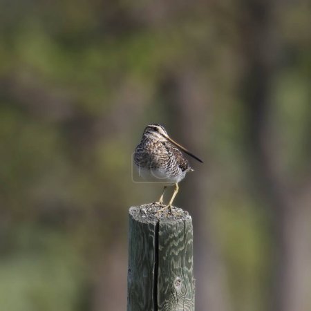 Photo for Wilson's Snipe (gallinago delicata) posted on a wooden fencepost - Royalty Free Image