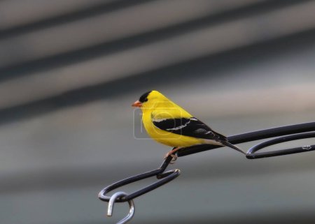 Téléchargez les photos : Chardonneret d'Amérique (mâle) (spinus tristis) perché sur un poteau mangeur d'oiseaux - en image libre de droit