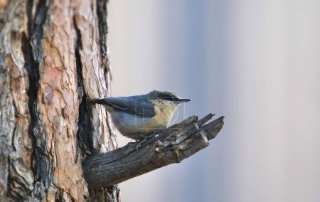 Pygmy Nuthatch (sitta pygmaea) perched on a small branch where it joins a big tree trunk