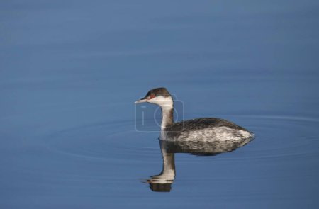 Photo for Horned Grebe (nonbreeding) (podiceps auritus) swimming in clear blue water - Royalty Free Image