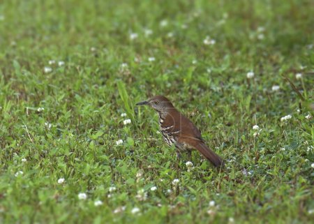Photo for Brown Thrasher (toxostoma rufum) perched on grassy ground - Royalty Free Image