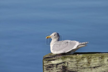Photo for Glaucouse-winged Gull (nonbreeding) (larus glaucescens) sitting on a wooden dock - Royalty Free Image