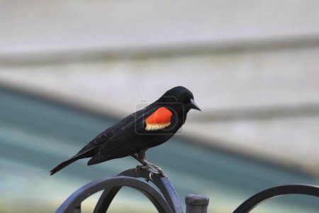 Photo for Red-winged Blackbird (male) (agelaius phoeniceus) with lots of red wing showing - Royalty Free Image