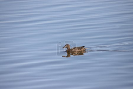 Foto de Pala del Norte (hembra) (espátula clypeata) nadando en un lago - Imagen libre de derechos