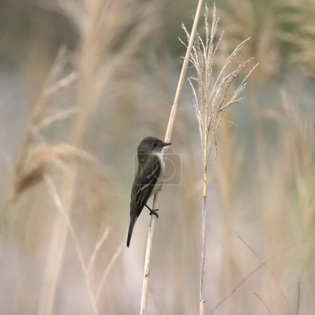 Photo for Willow Flycatcher (empidonax traillii) perched on a wispy shaft of grain - Royalty Free Image