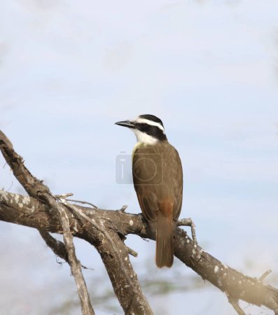 Photo for Great Kiskadee (pitangus sulphuratus) looking back from it's perched on a branch - Royalty Free Image