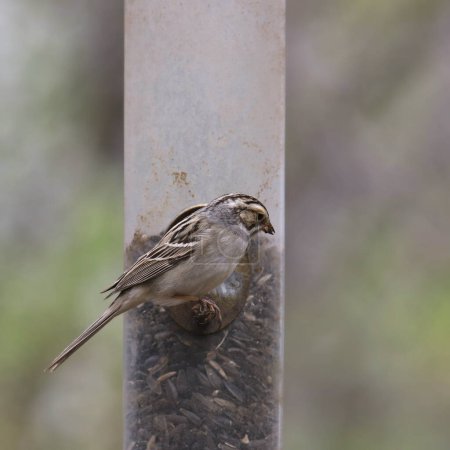 Photo for Clay-colored Sparrow (spizella pallida) eating from a cylinder birdfeeder - Royalty Free Image