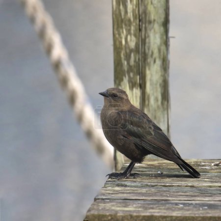 Photo for Common Grackle (female) (quiscalus quiscula) perched on a wooden dock - Royalty Free Image