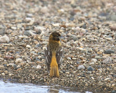 Photo for Baltimore Oriole (immature) (icterus galbula) perched on rocky ground beside some water - Royalty Free Image