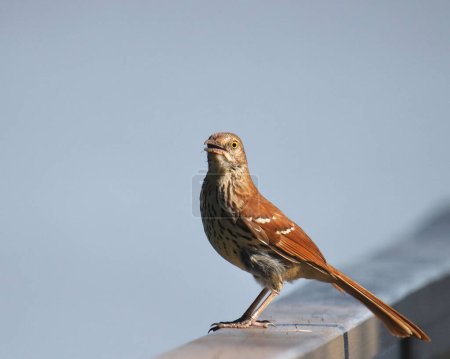 Photo for Brown Thrasher (toxostoma rufum) perched on a wooden railing - Royalty Free Image