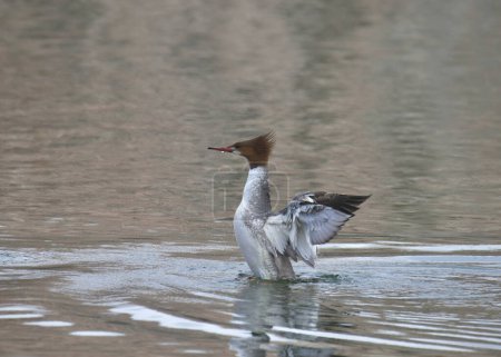 Foto de Merganser común (hembra) (mergus merganser) levantándose fuera del agua - Imagen libre de derechos