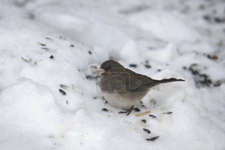 Foto de Junco de ojos oscuros (de color pizarra) (junco hyemalis) alimentándose en la nieve - Imagen libre de derechos